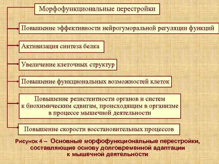 Морфофункциональные перестройки Повышение эффективности нейрогуморальной регуляции функций Активизация синтеза белка Увеличение клеточных структур Повышение