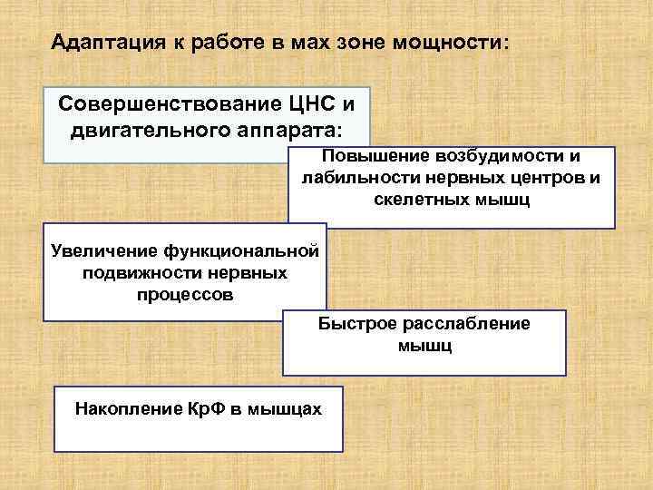 Адаптация человеческого организма к физическим нагрузкам проект