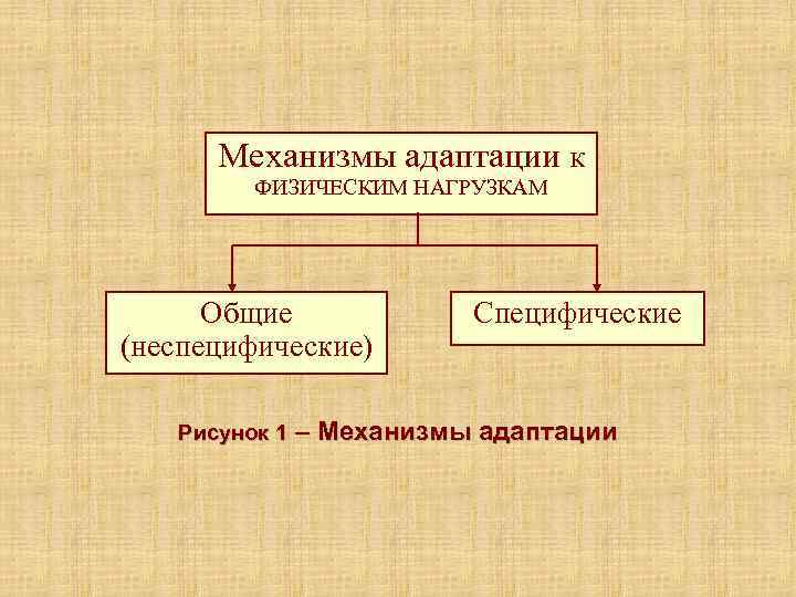 Механизмы адаптации К ФИЗИЧЕСКИМ НАГРУЗКАМ Общие (неспецифические) Специфические Рисунок 1 – Механизмы адаптации 