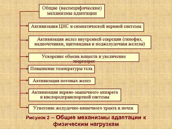 Адаптация к физическим нагрузкам презентация