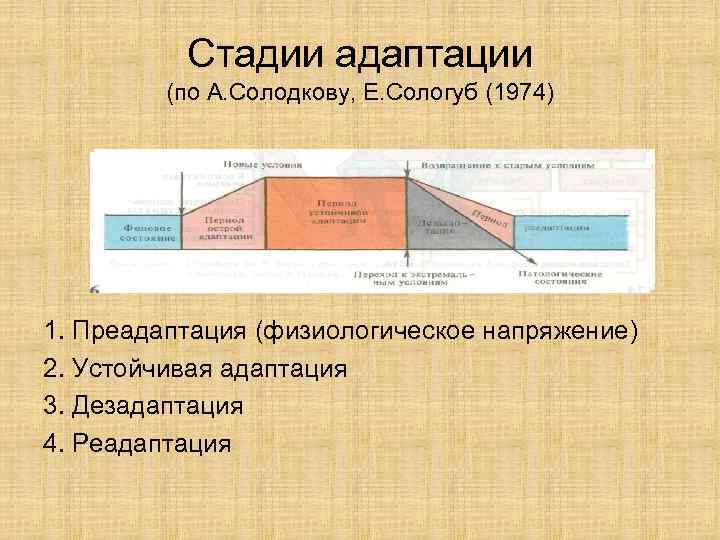 Стадии адаптации (по А. Солодкову, Е. Сологуб (1974) 1. Преадаптация (физиологическое напряжение) 2. Устойчивая