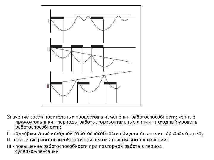 Значение восстановительных процессов в изменении работоспособности: черные прямоугольники - периоды работы, горизонтальные линии -