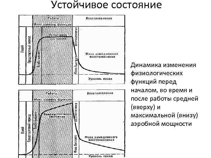 Устойчивое состояние Динамика изменения физиологических функций перед началом, во время и после работы средней