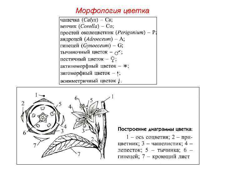 Морфология цветка 