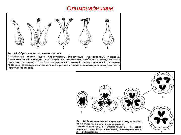 Олимпиадникам: 