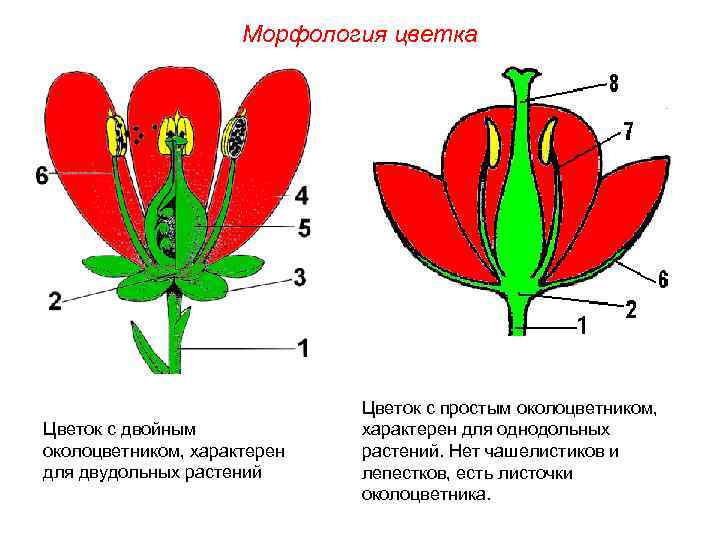 Морфология цветка Цветок с двойным околоцветником, характерен для двудольных растений Цветок с простым околоцветником,
