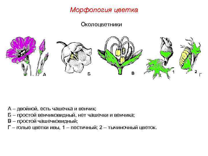 Морфология цветка Околоцветники А – двойной, есть чашечка и венчик; Б – простой венчиковидный,