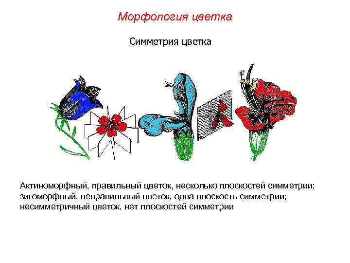 Морфология цветка Симметрия цветка Актиноморфный, правильный цветок, несколько плоскостей симметрии; зигоморфный, неправильный цветок, одна