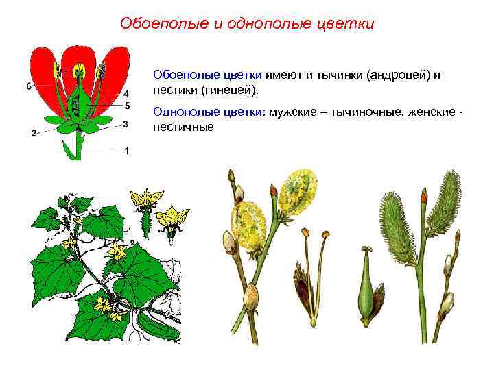 Обоеполые и однополые цветки Обоеполые цветки имеют и тычинки (андроцей) и пестики (гинецей). Однополые