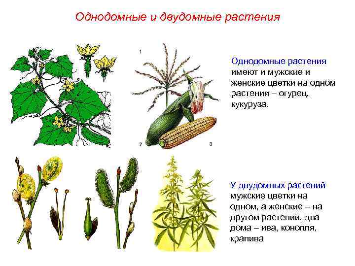 Однодомные и двудомные растения Однодомные растения имеют и мужские и женские цветки на одном