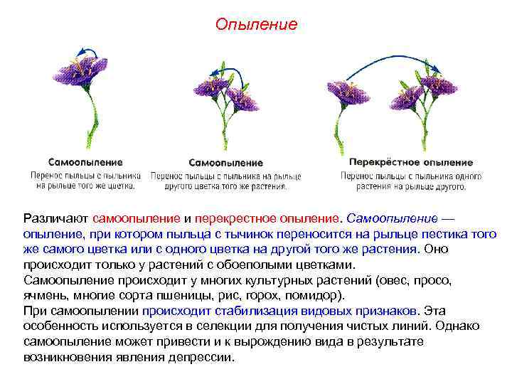 Опыление Различают самоопыление и перекрестное опыление. Самоопыление — опыление, при котором пыльца с тычинок