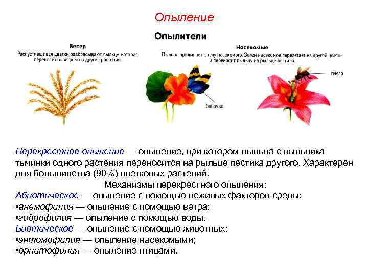 Опыление Перекрестное опыление — опыление, при котором пыльца с пыльника тычинки одного растения переносится