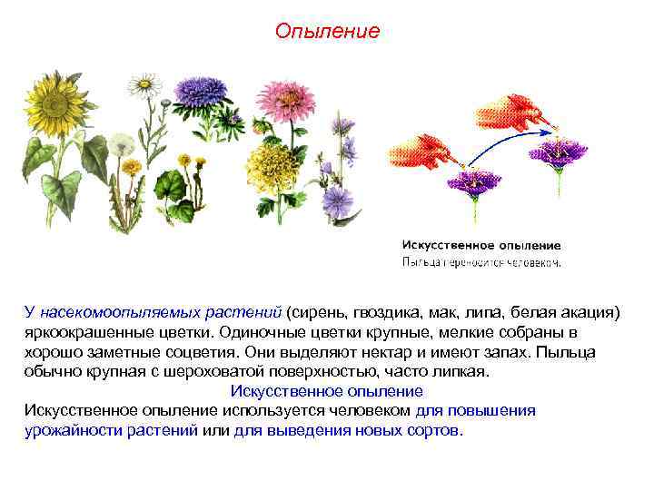 Опыление У насекомоопыляемых растений (сирень, гвоздика, мак, липа, белая акация) яркоокрашенные цветки. Одиночные цветки
