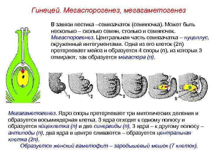 Гинецей. Мегаспорогенез, мегагаметогенез В завязи пестика –семязачаток (семяпочка). Может быть несколько – сколько семян,