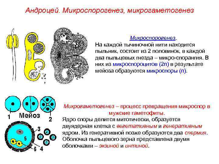 Андроцей. Микроспорогенез, микрогаметогенез Микроспорогенез. На каждой тычиночной нити находится пыльник, состоит из 2 половинок,