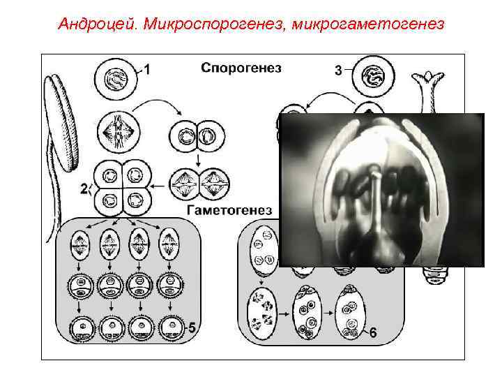 Андроцей. Микроспорогенез, микрогаметогенез 