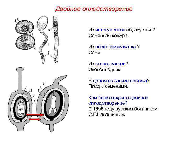 Двойное оплодотворение Из интегументов образуется ? Семенная кожура. Из всего семязачатка ? Семя. Из