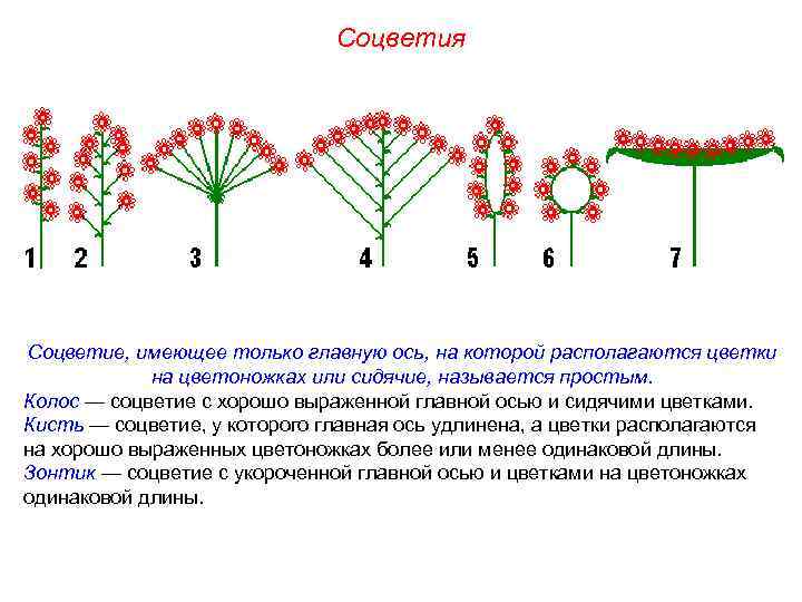 Соцветия Соцветие, имеющее только главную ось, на которой располагаются цветки на цветоножках или сидячие,