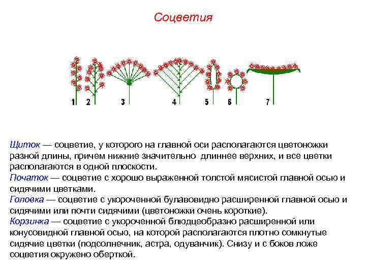 Соцветия Щиток — соцветие, у которого на главной оси располагаются цветоножки разной длины, причем