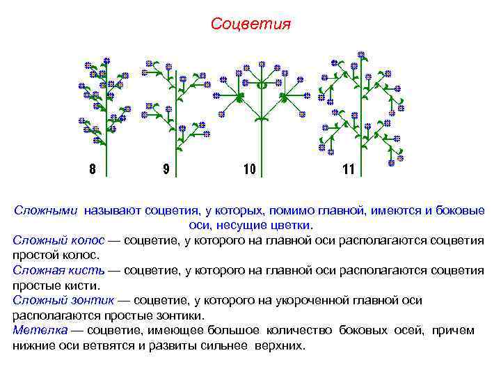 Соцветия Сложными называют соцветия, у которых, помимо главной, имеются и боковые оси, несущие цветки.