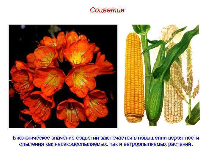 Соцветия Биологическое значение соцветий заключается в повышении вероятности опыления как насекомоопыляемых, так и ветроопыляемых