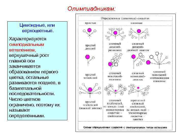 Олимпиадникам: Цимоидные, или верхоцветные. Характеризуются симподиальным ветвлением, верхушечный рост главной оси заканчивается образованием первого