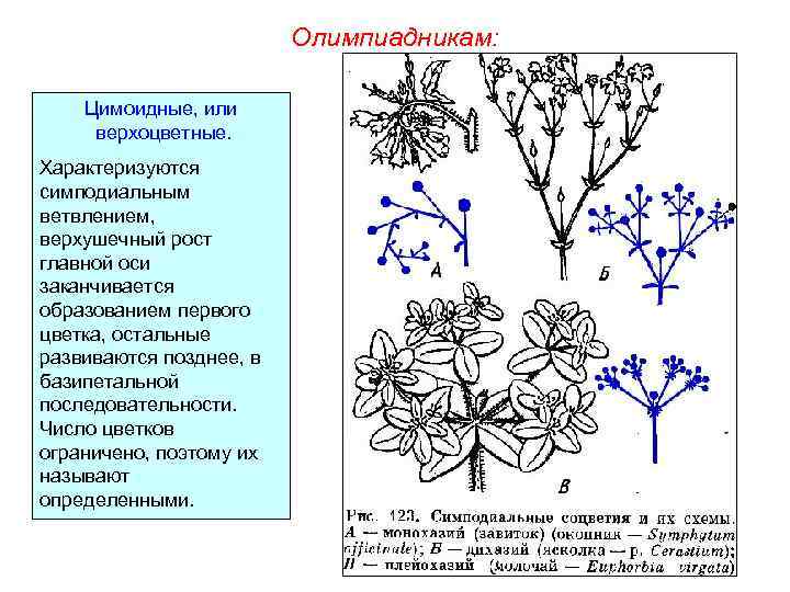 Олимпиадникам: Цимоидные, или верхоцветные. Характеризуются симподиальным ветвлением, верхушечный рост главной оси заканчивается образованием первого