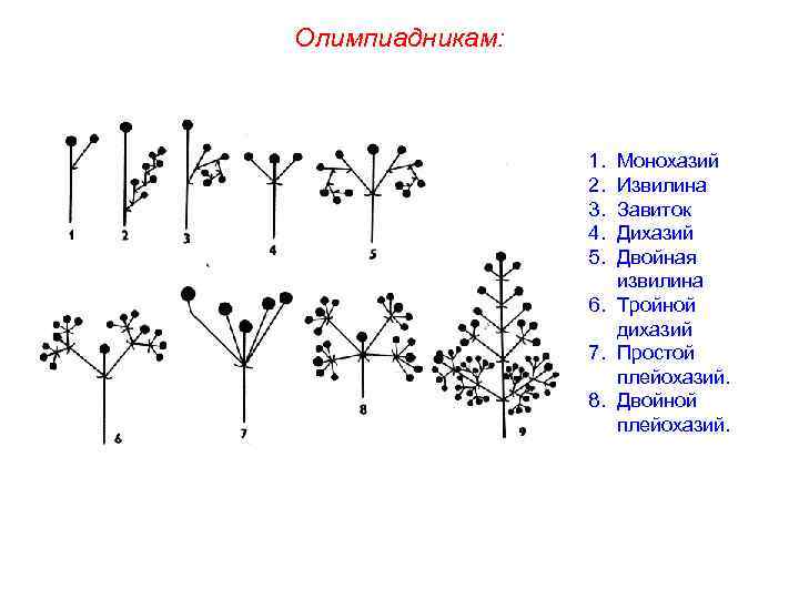 Олимпиадникам: 1. 2. 3. 4. 5. Монохазий Извилина Завиток Дихазий Двойная извилина 6. Тройной