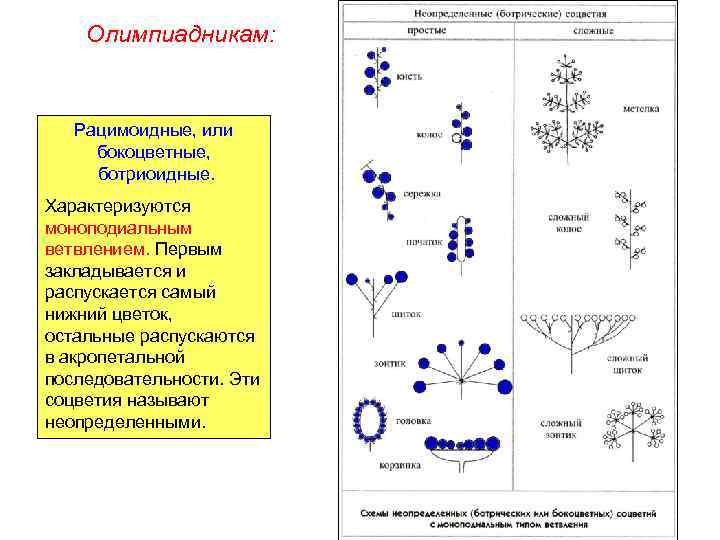 Олимпиадникам: Рацимоидные, или бокоцветные, ботриоидные. Характеризуются моноподиальным ветвлением. Первым закладывается и распускается самый нижний