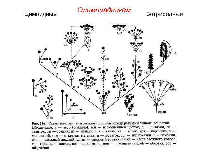 Цимоидные Олимпиадникам: Ботриоидные 