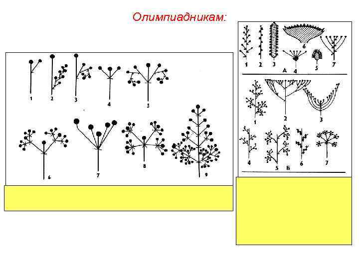 Олимпиадникам: 