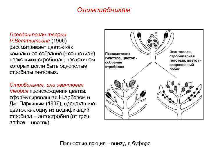 Олимпиадникам: Псевдантовая теория Р. Веттштейна (1900) рассматривает цветок как компактное собрание ( «соцветие» )