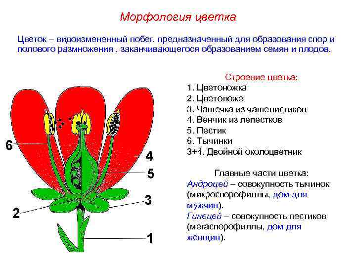 Морфология цветка Цветок – видоизмененный побег, предназначенный для образования спор и полового размножения ,