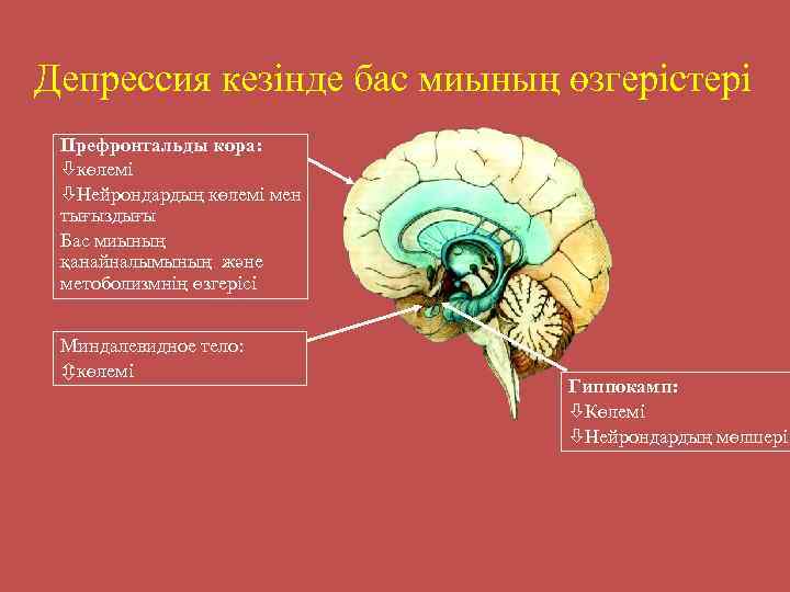 Депрессия кезінде бас миының өзгерістері Префронтальды кора: òкөлемі òНейрондардың көлемі мен тығыздығы Бас миының