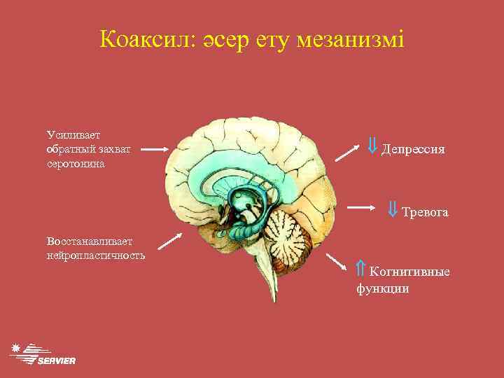 Коаксил: әсер ету мезанизмі Усиливает обратный захват серотонина Депрессия Тревога Восстанавливает нейропластичность Когнитивные функции