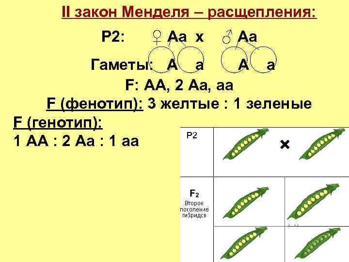 Генотипы гороха с желтыми семенами