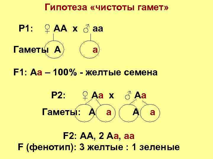 Запишите гаметы. Закон гипотезы чистоты гамет. Закон чистоты гамет схема. Закон чистоты гамет Менделя. Схема гипотезы чистоты гамет.