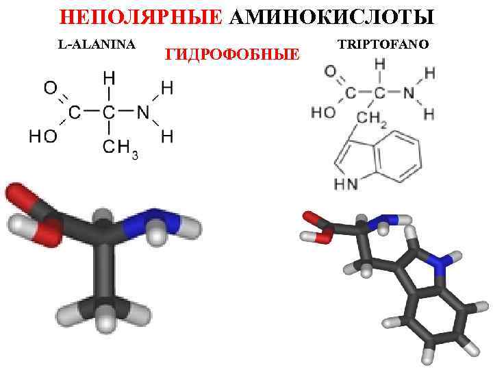 Химические элементы аминокислот. Неполярные гидрофобные аминокислоты. Полярные и неполярные радикалы аминокислот. Неполярные гидрофильные аминокислоты. Аминокислоты с неполярными радикалами.