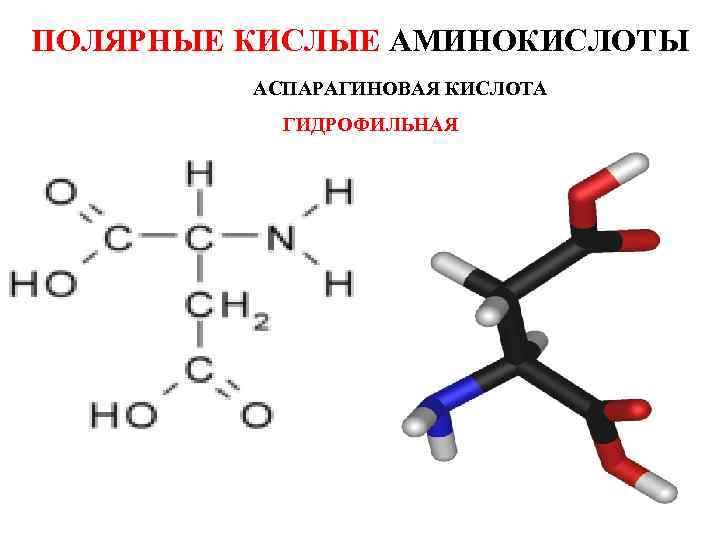 ПОЛЯРНЫЕ КИСЛЫЕ АМИНОКИСЛОТЫ АСПАРАГИНОВАЯ КИСЛОТА ГИДРОФИЛЬНАЯ 
