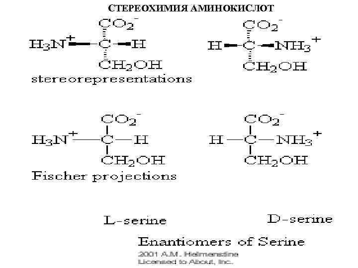 СТЕРЕОХИМИЯ АМИНОКИСЛОТ 