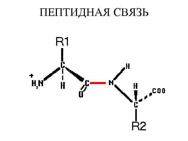 ПЕПТИДНАЯ СВЯЗЬ 