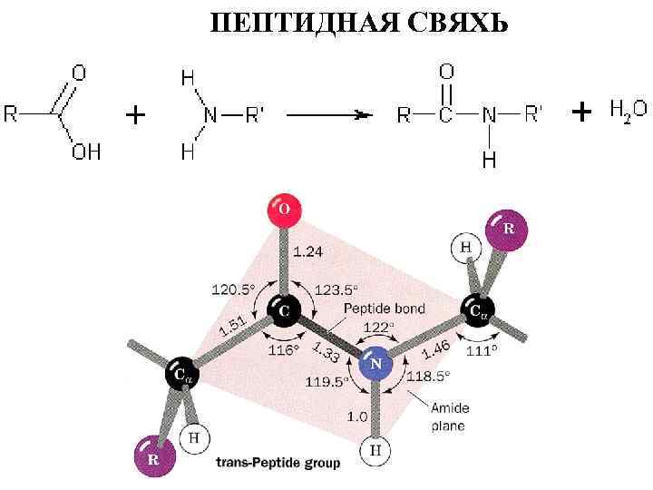 ПЕПТИДНАЯ СВЯХЬ 