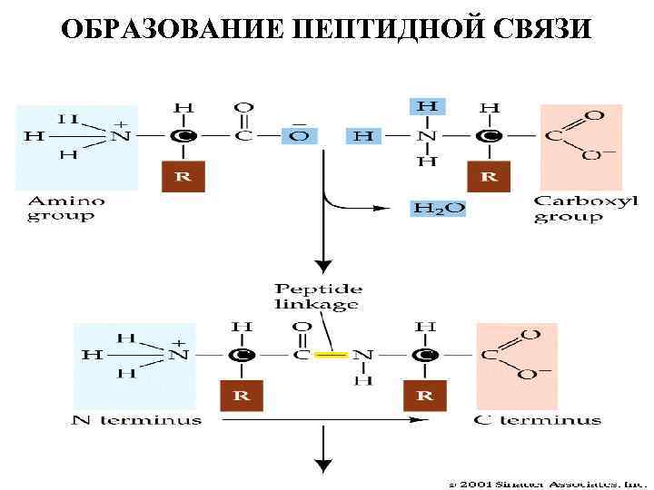 Пептидная связь является. Пептидная связь химическая природа пептидной связи. Механизм образования пептидной связи в белках и пептидах. Схема пептидной связи. Схема образования пептида.
