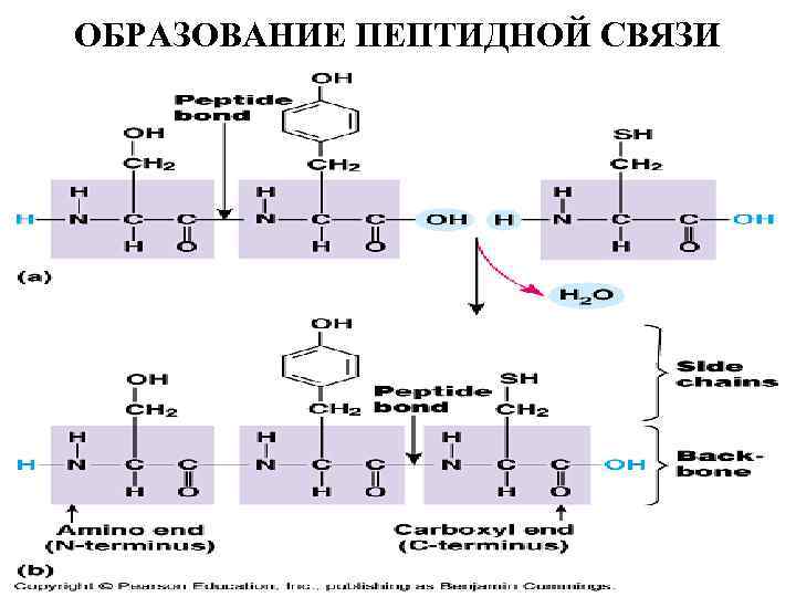 ОБРАЗОВАНИЕ ПЕПТИДНОЙ СВЯЗИ 