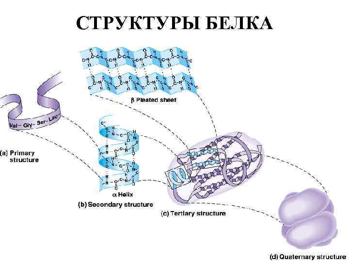 СТРУКТУРЫ БЕЛКА 