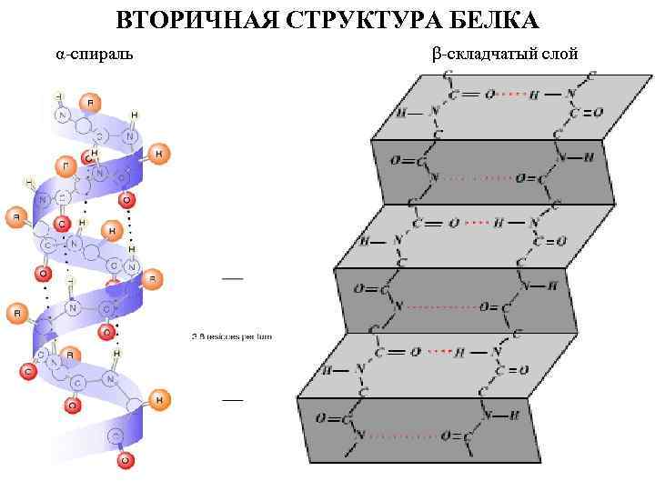 Слои белка