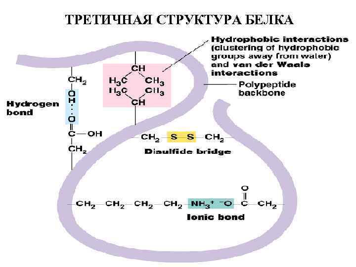 ТРЕТИЧНАЯ СТРУКТУРА БЕЛКА 
