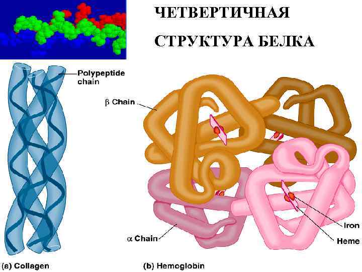 Рисунок четвертичной структуры белка