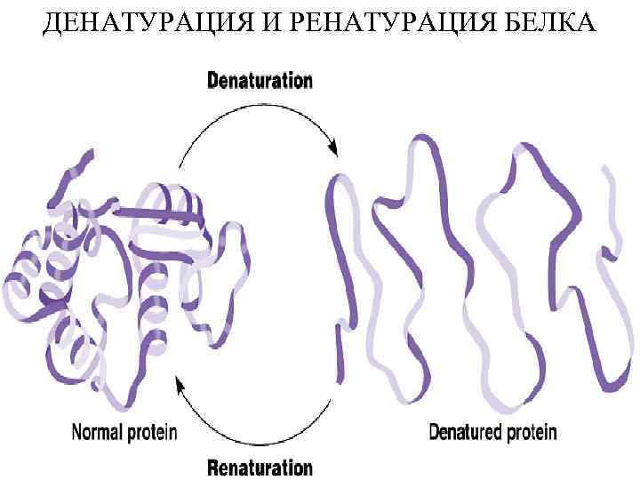 ДЕНАТУРАЦИЯ И РЕНАТУРАЦИЯ БЕЛКА 