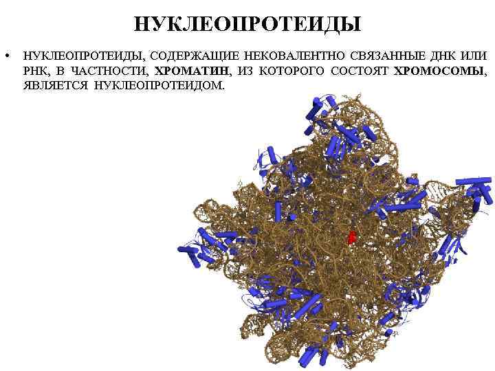 НУКЛЕОПРОТЕИДЫ • НУКЛЕОПРОТЕИДЫ, СОДЕРЖАЩИЕ НЕКОВАЛЕНТНО СВЯЗАННЫЕ ДНК ИЛИ РНК, В ЧАСТНОСТИ, ХРОМАТИН, ИЗ КОТОРОГО
